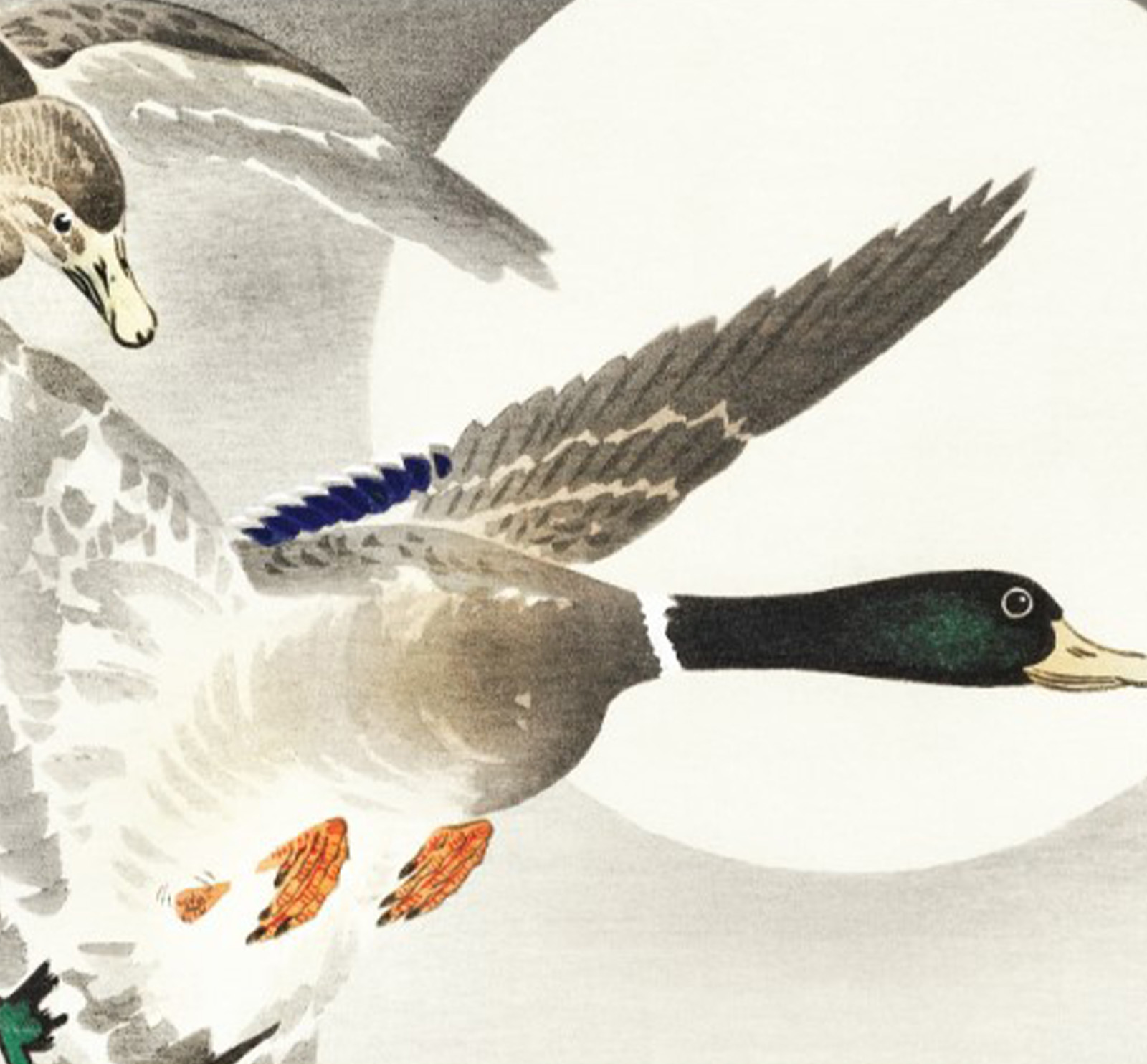 koson-ducks